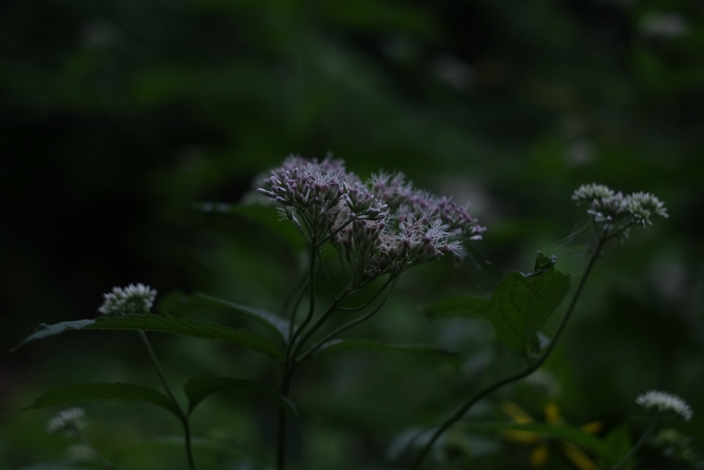 f:id:elmikamino:20130803094948j:image:w500