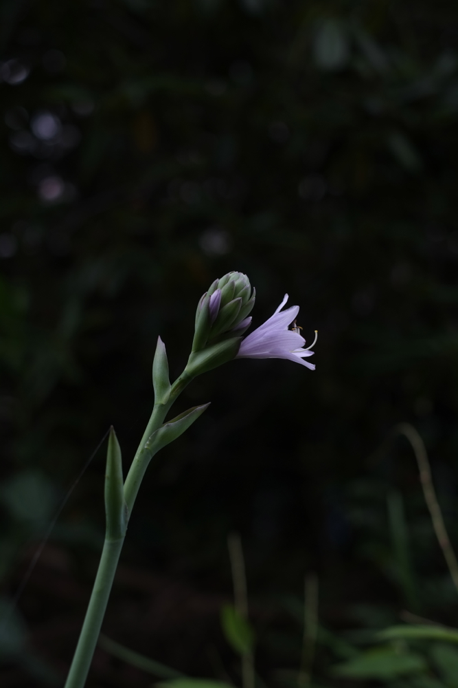 f:id:elmikamino:20130803095300j:image:h500