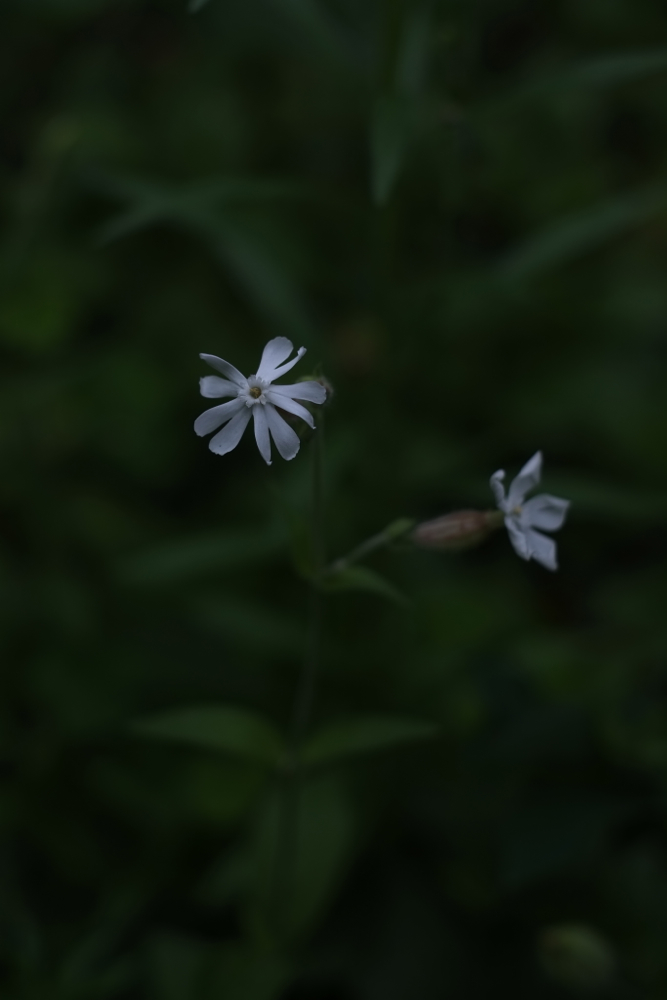 f:id:elmikamino:20130803095524j:image:h500