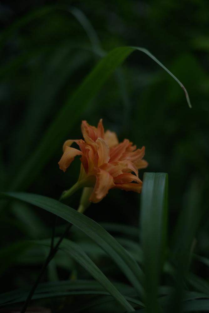 f:id:elmikamino:20130803095941j:image:h500