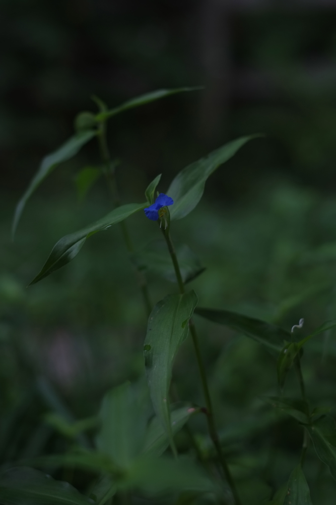 f:id:elmikamino:20130803100233j:image:h500