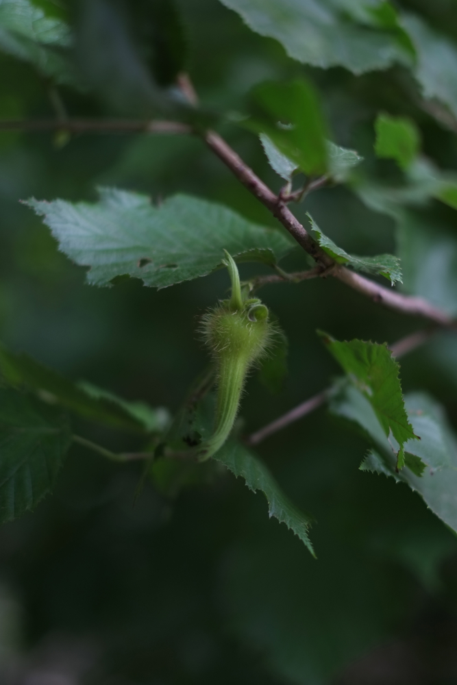 f:id:elmikamino:20130806140940j:image:h500