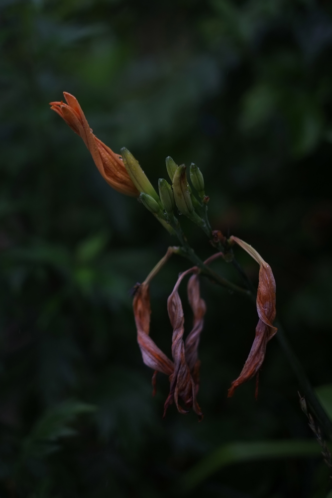 f:id:elmikamino:20130809075803j:image:h500 f:id:elmikamino:20130809075803j:image:h500