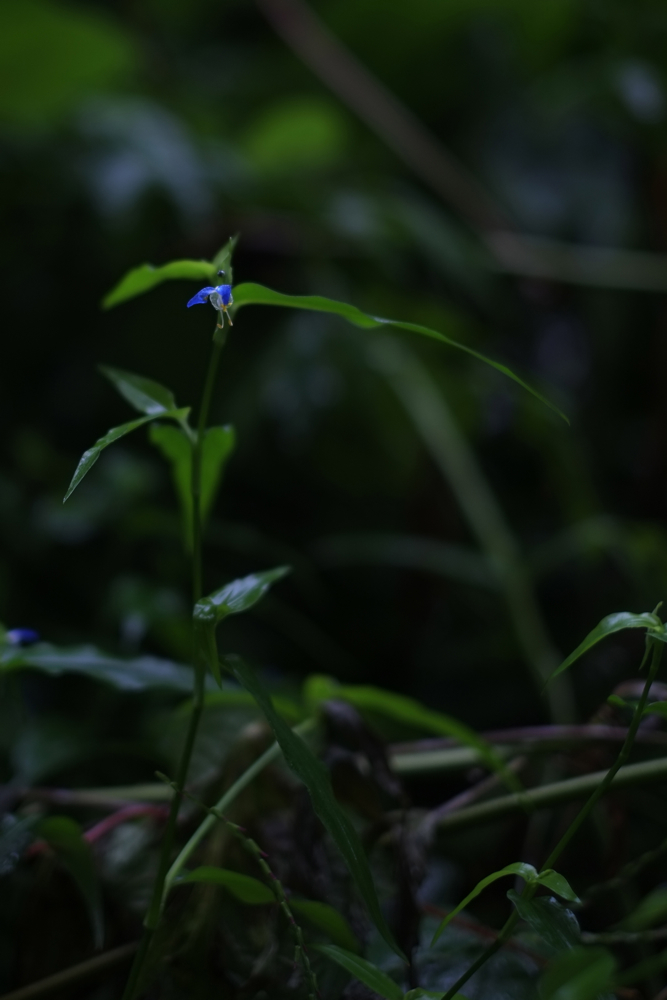 f:id:elmikamino:20130809090738j:image:h500 f:id:elmikamino:20130809090738j:image:h500