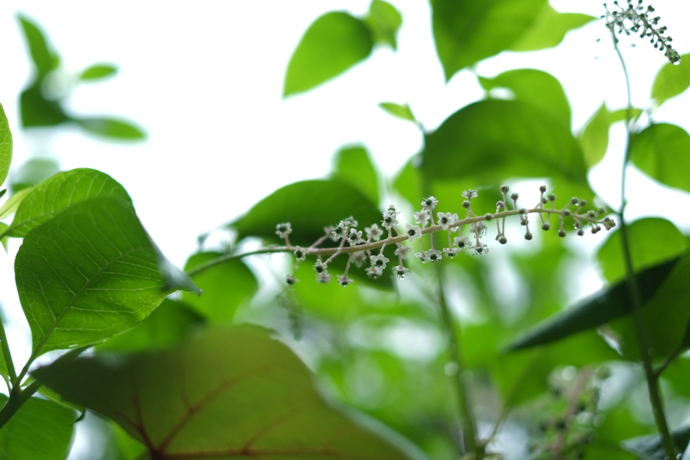 f:id:elmikamino:20130809090830j:image:w500 f:id:elmikamino:20130809090830j:image:w500