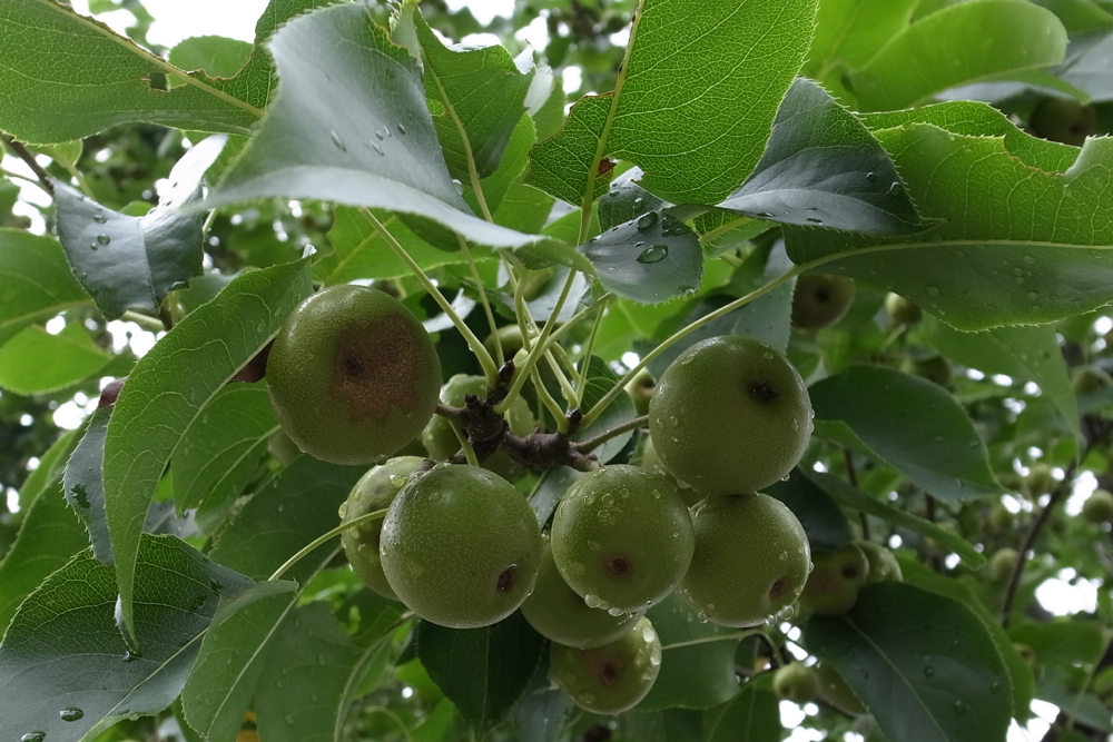 f:id:elmikamino:20130809110328j:image:w500 f:id:elmikamino:20130809110328j:image:w500