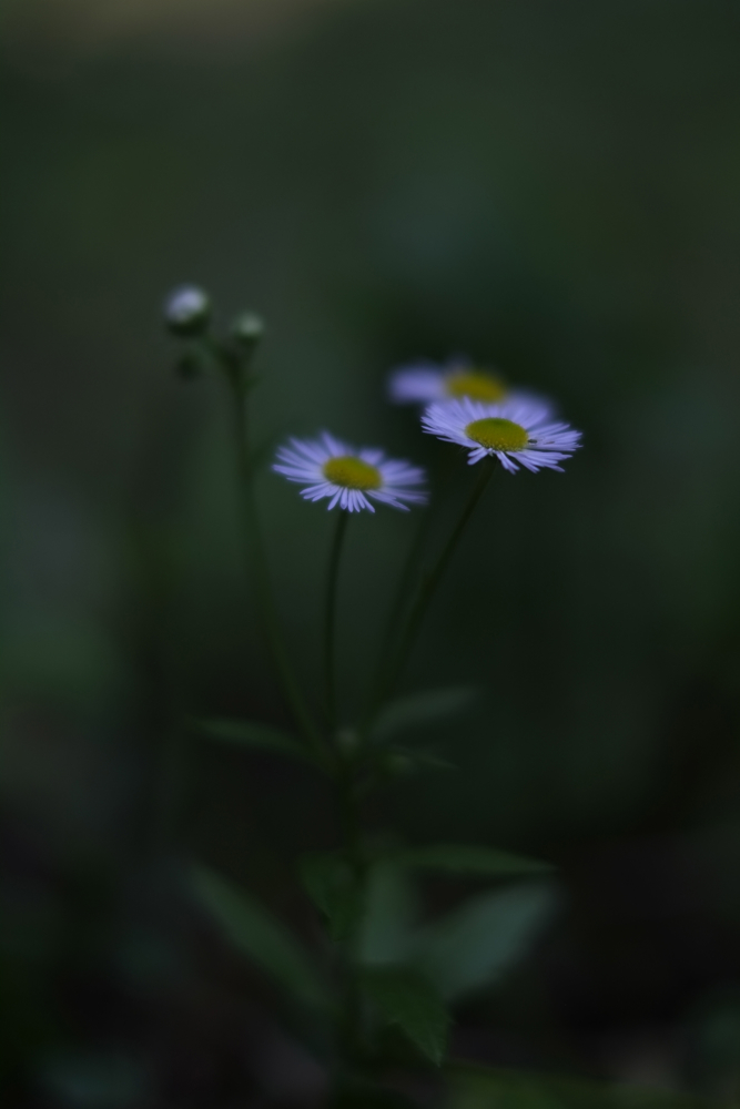 f:id:elmikamino:20130815085720j:image:h500
