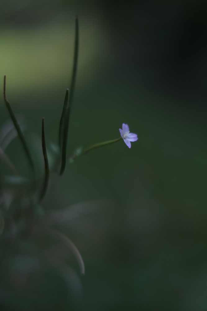 f:id:elmikamino:20130815085929j:image:h500