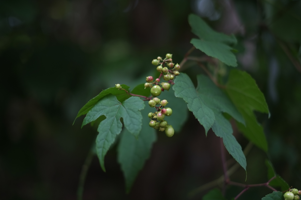 f:id:elmikamino:20130815095750j:image:w500