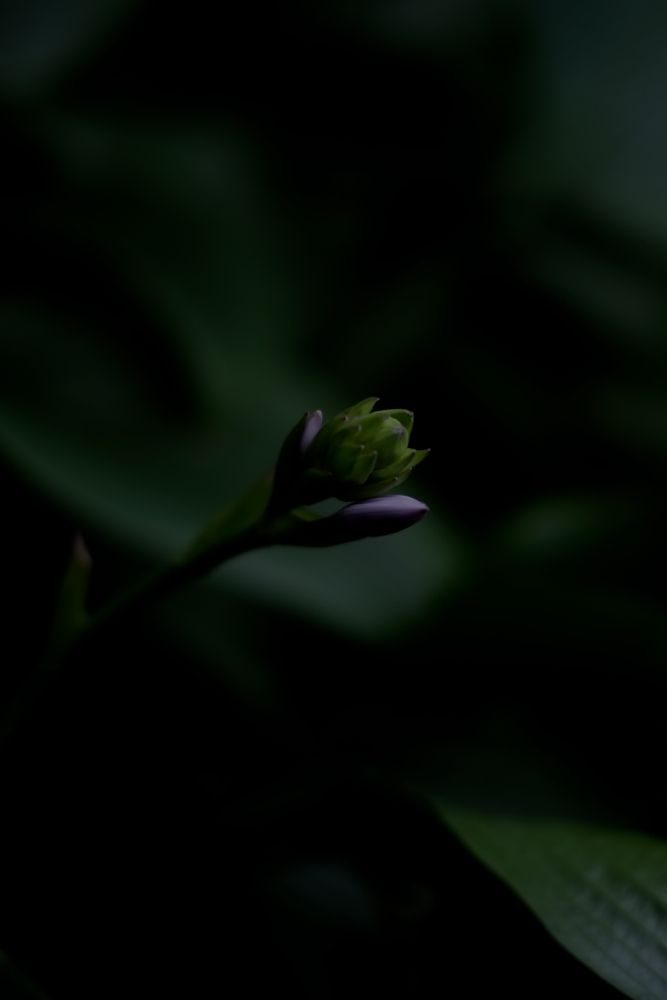f:id:elmikamino:20130815100335j:image:h500