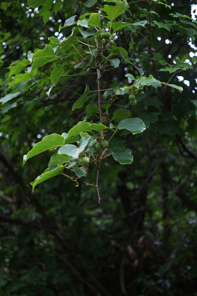 f:id:elmikamino:20130821112537j:image:h500