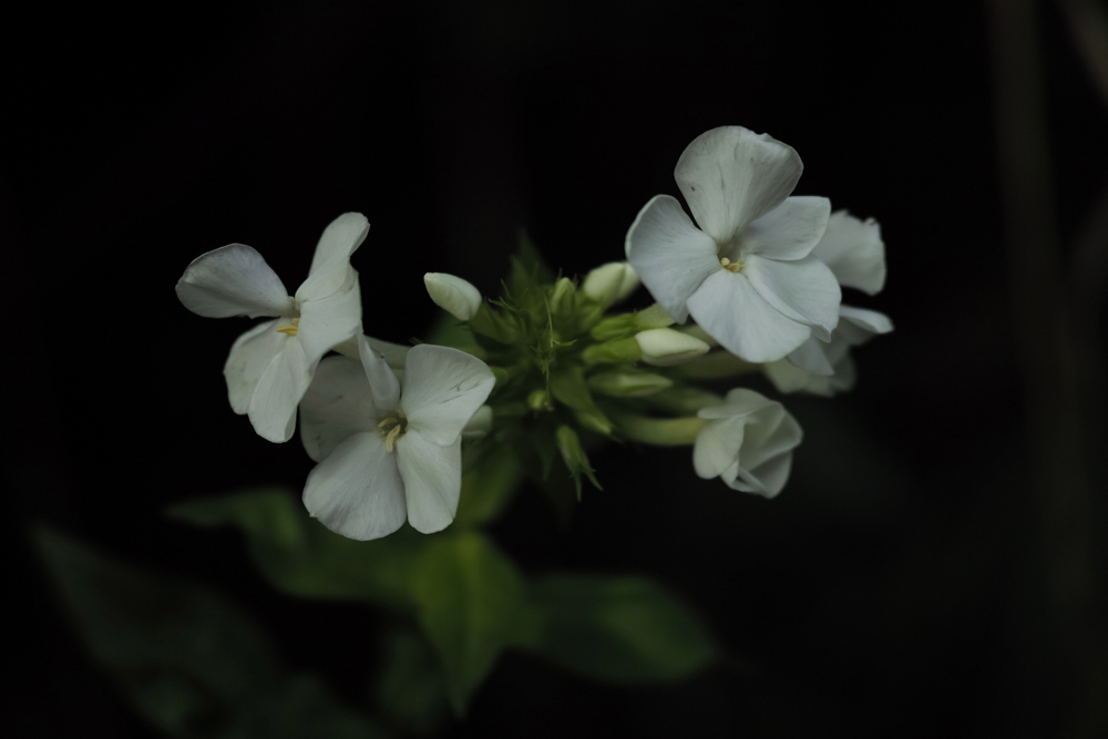 f:id:elmikamino:20130822081732j:image:w500