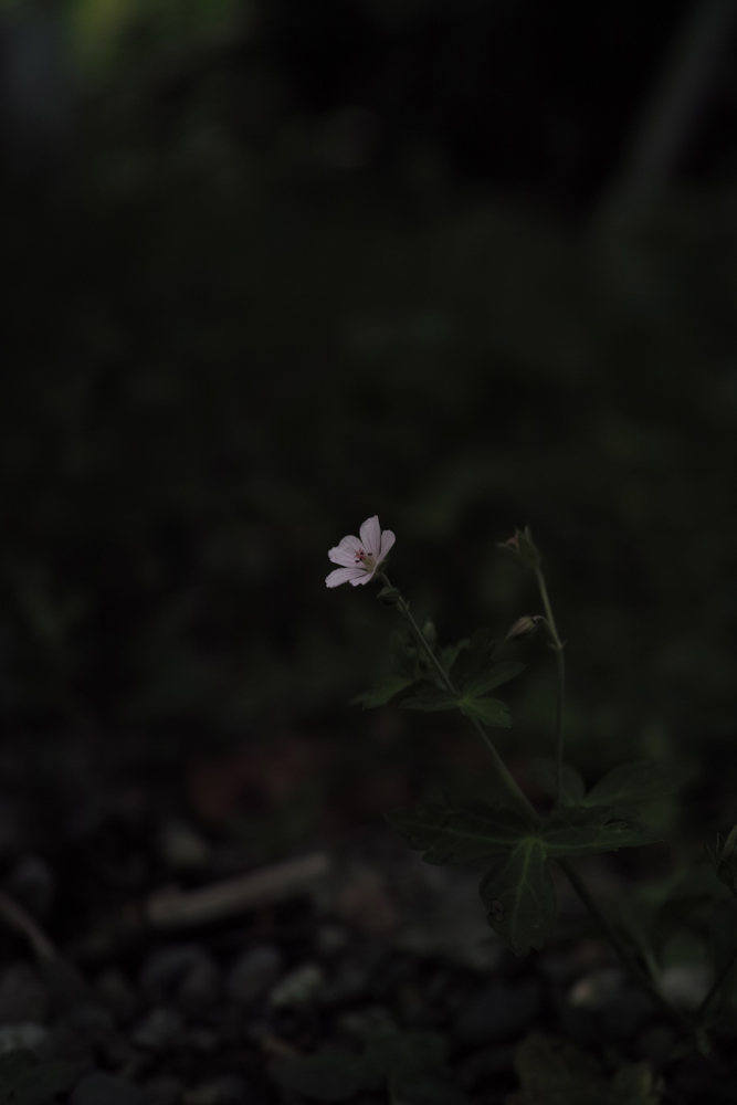 f:id:elmikamino:20130822082442j:image:h500