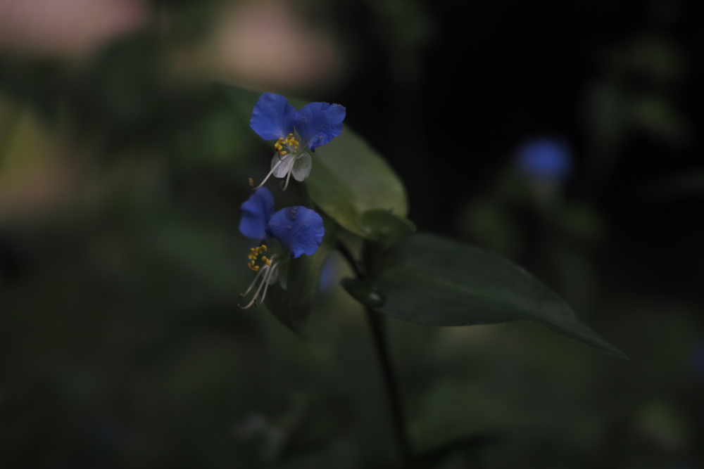 f:id:elmikamino:20130822082723j:image:w500