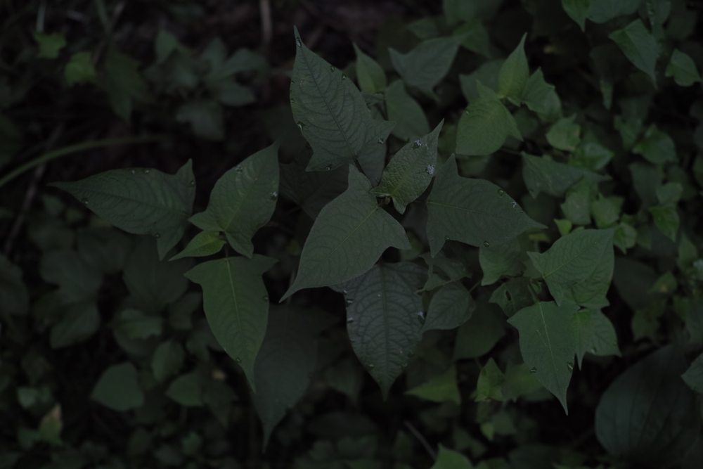 f:id:elmikamino:20130822085856j:image:w500