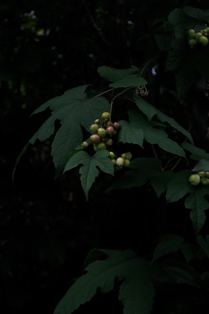 f:id:elmikamino:20130822095510j:image:h500