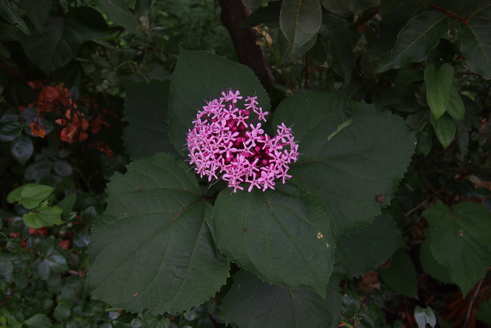 f:id:elmikamino:20130822111303j:image:w500