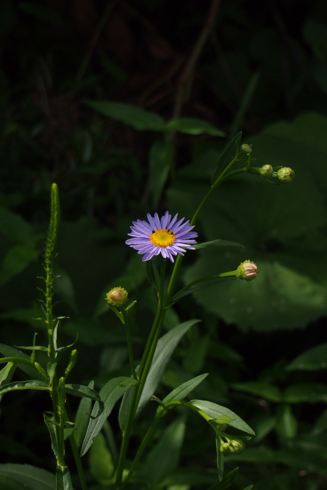 f:id:elmikamino:20130822111554j:image:h500