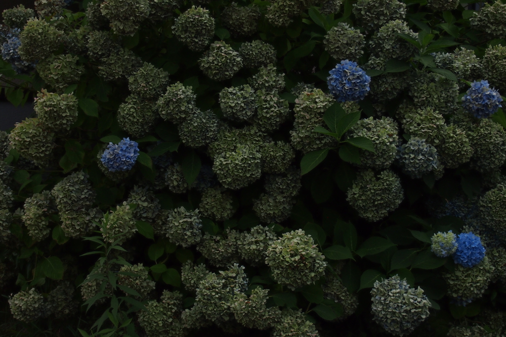 f:id:elmikamino:20130822120042j:image:w500