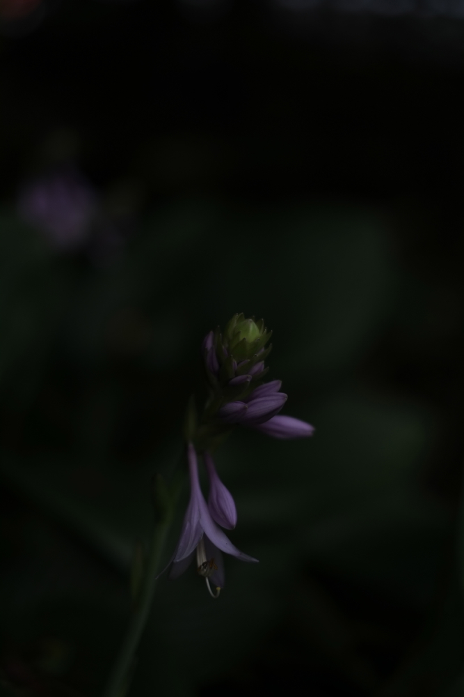 f:id:elmikamino:20130823082542j:image:h500 f:id:elmikamino:20130823082542j:image:h500