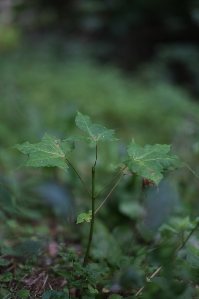 f:id:elmikamino:20130823083626j:image:h500 f:id:elmikamino:20130823083626j:image:h500