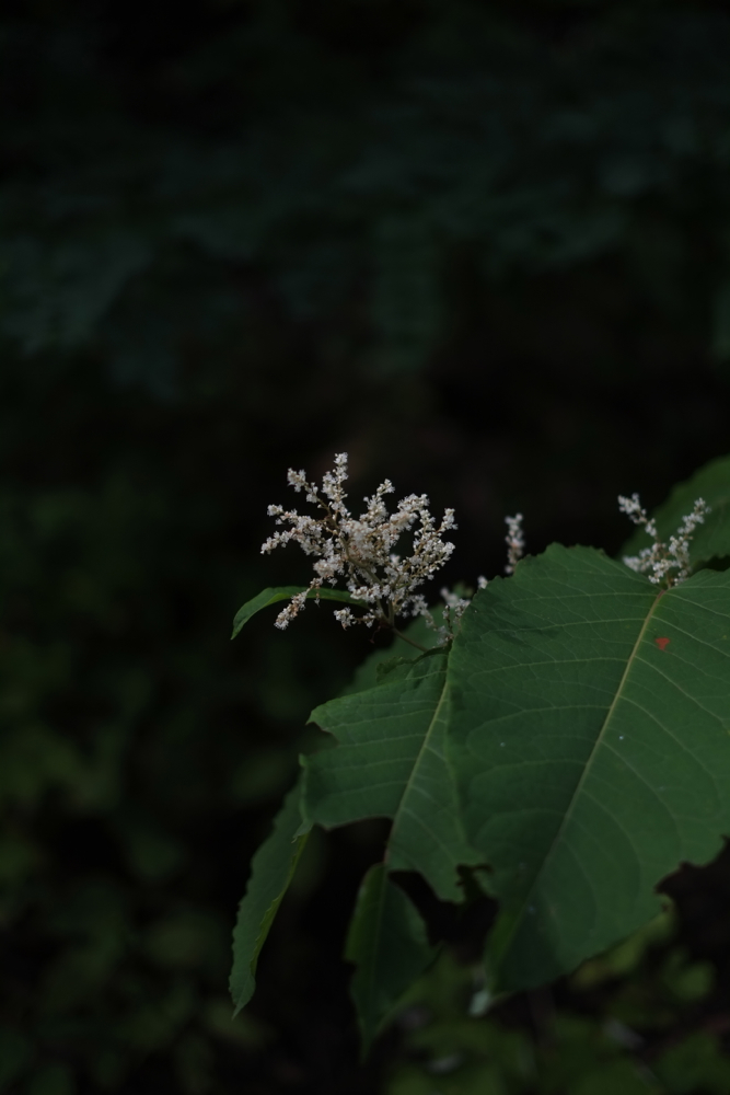 f:id:elmikamino:20130823083829j:image:h500 f:id:elmikamino:20130823083829j:image:h500