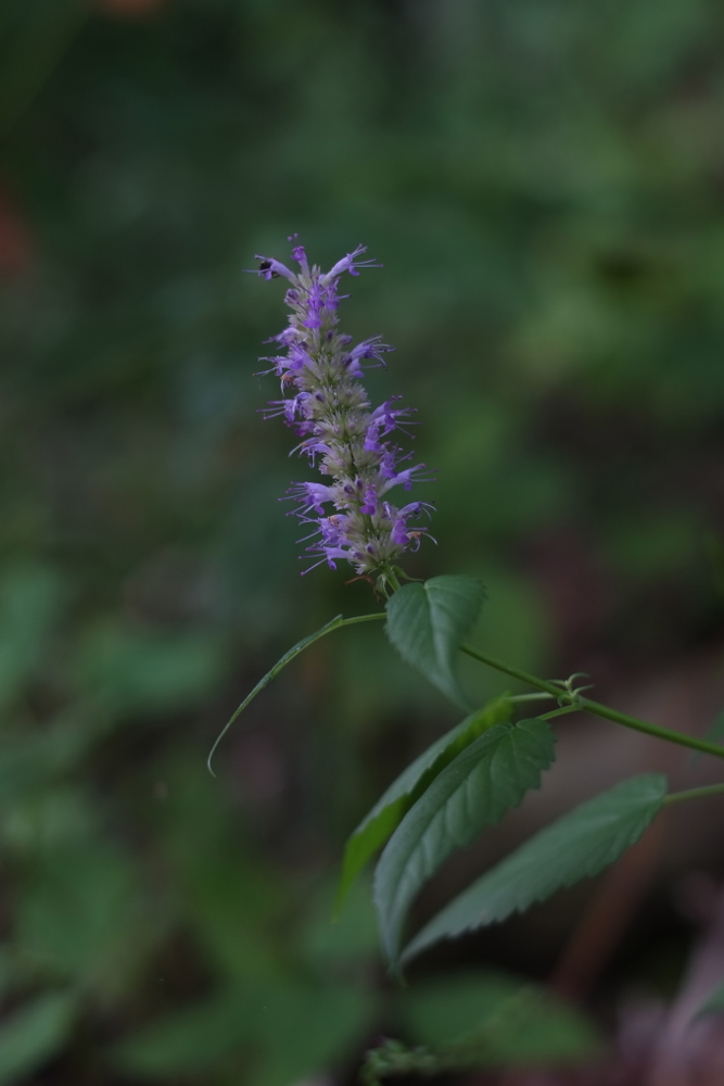 f:id:elmikamino:20130823084003j:image:h500 f:id:elmikamino:20130823084003j:image:h500