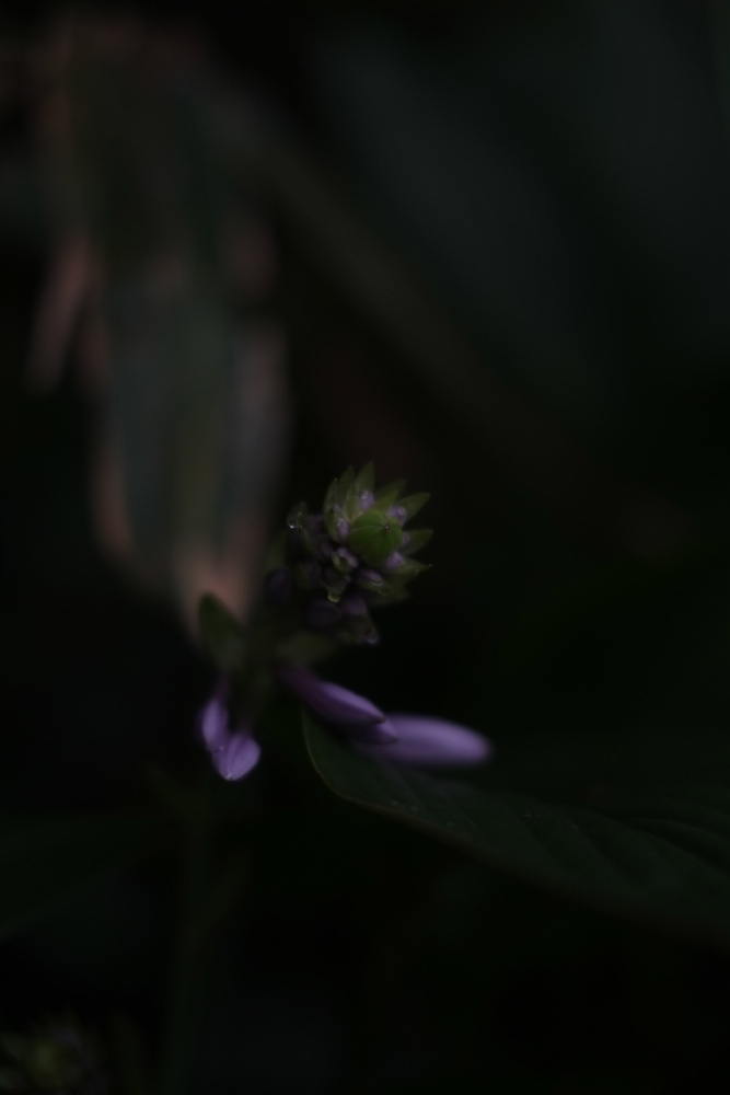 f:id:elmikamino:20130826092227j:image:h500