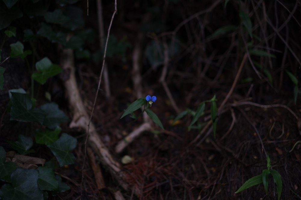 f:id:elmikamino:20130826092729j:image:w500