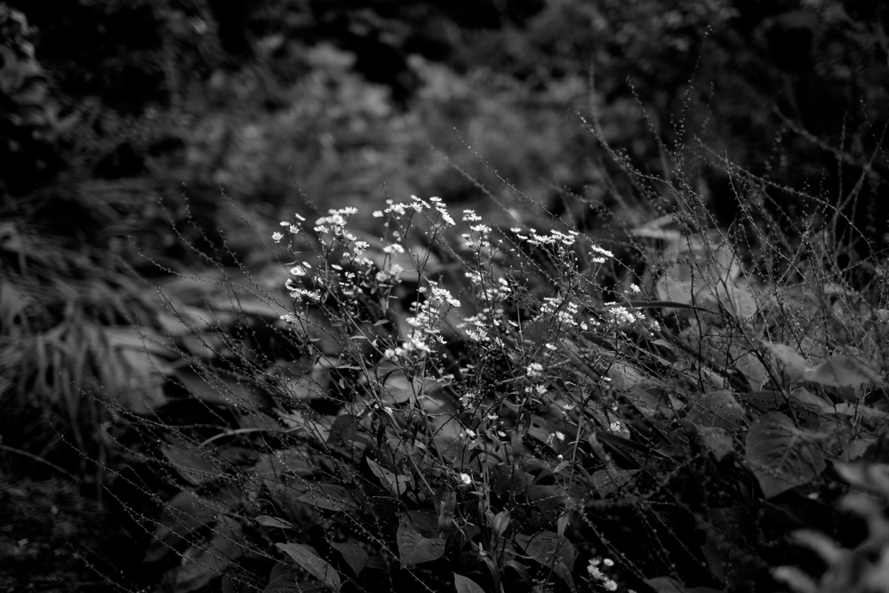 f:id:elmikamino:20130826092807j:image:w500