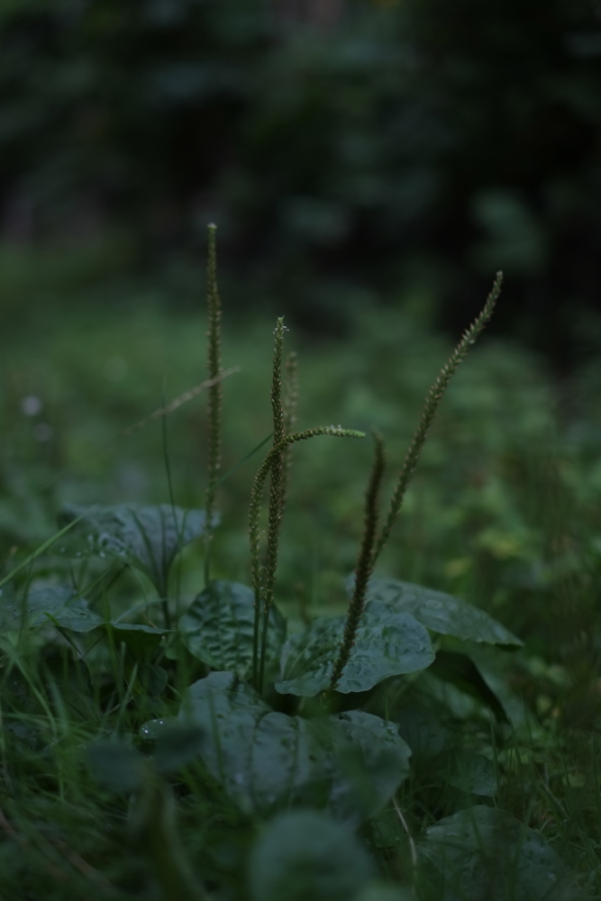 f:id:elmikamino:20130826093529j:image:h500