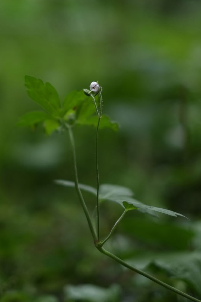 f:id:elmikamino:20130826093644j:image:h500