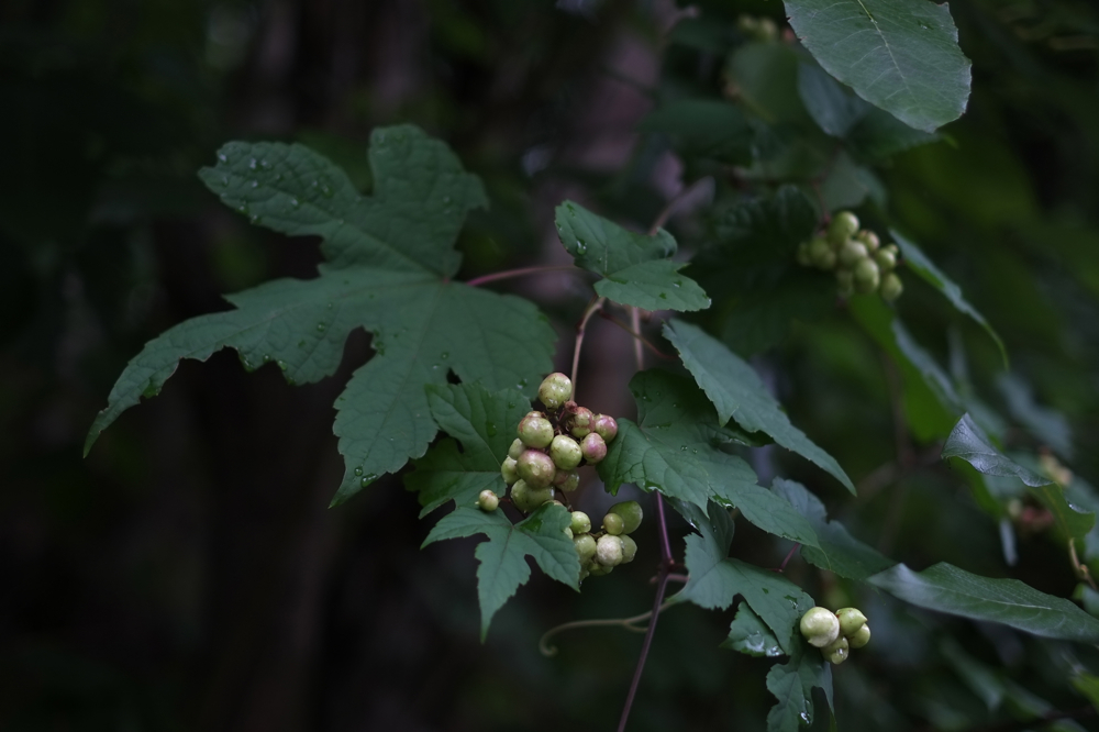 f:id:elmikamino:20130826094022j:image:w500