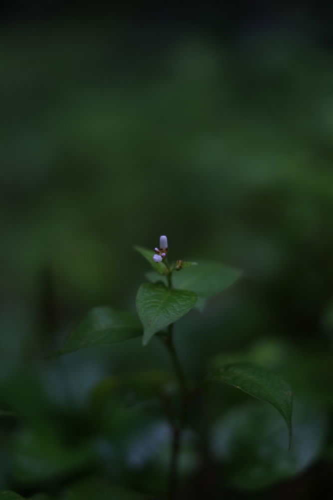 f:id:elmikamino:20130828093202j:image:h500 f:id:elmikamino:20130828093202j:image:h500