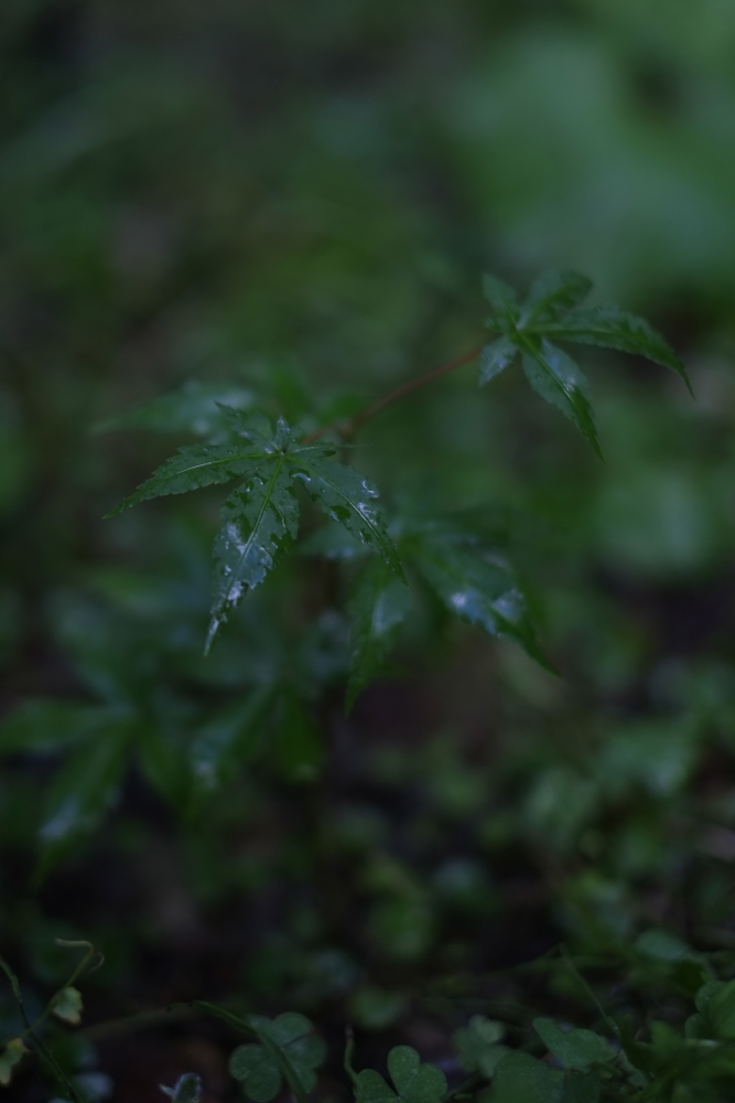 f:id:elmikamino:20130828093846j:image:h500 f:id:elmikamino:20130828093846j:image:h500