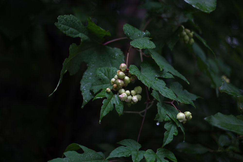 f:id:elmikamino:20130828094458j:image:w500 f:id:elmikamino:20130828094458j:image:w500