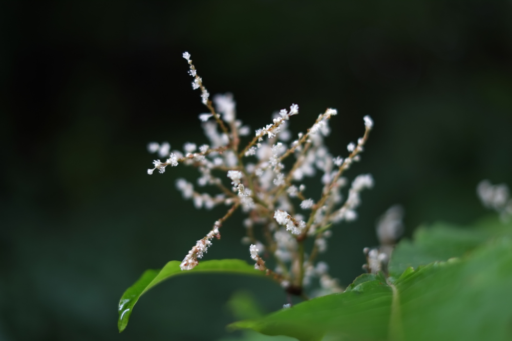 f:id:elmikamino:20130828094610j:image:w500 f:id:elmikamino:20130828094610j:image:w500