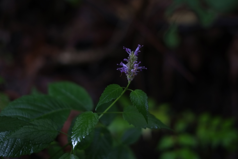 f:id:elmikamino:20130828094732j:image:w500 f:id:elmikamino:20130828094732j:image:w500