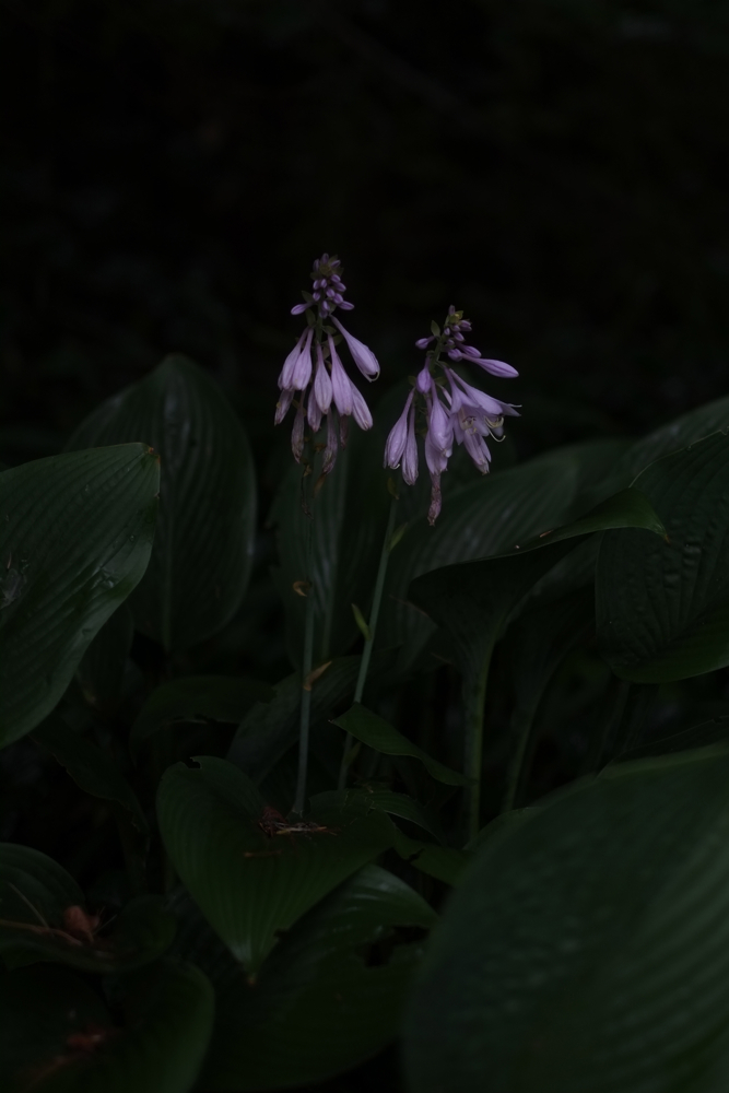 f:id:elmikamino:20130901090144j:image:h500