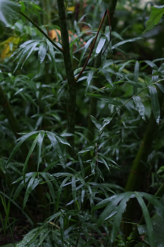 f:id:elmikamino:20130901090447j:image:h500