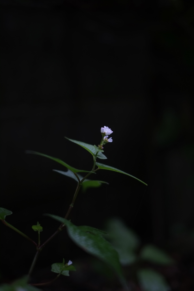 f:id:elmikamino:20130901090839j:image:h500