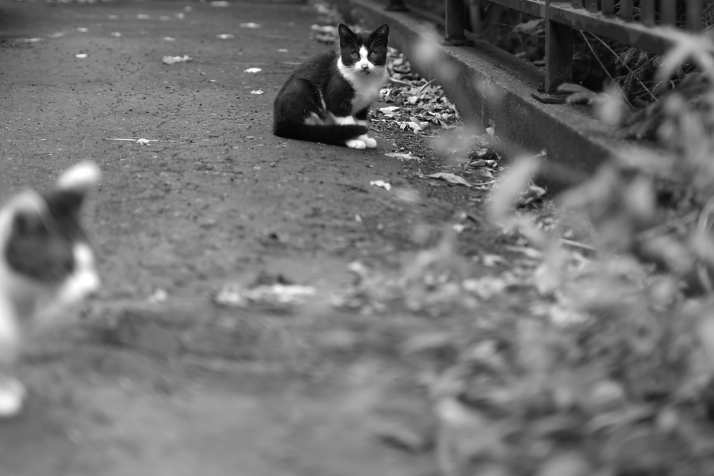 f:id:elmikamino:20130901105703j:image:w500