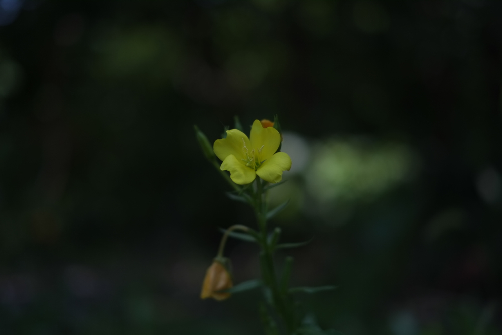 f:id:elmikamino:20130917103855j:image:w500