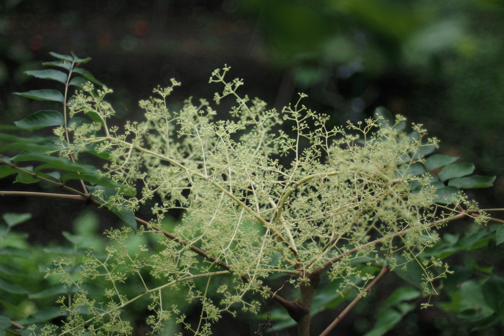 f:id:elmikamino:20130920080730j:image:w500 f:id:elmikamino:20130920080730j:image:w500