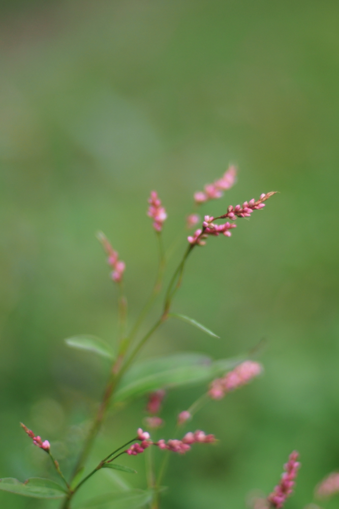 f:id:elmikamino:20130920081347j:image:h500 f:id:elmikamino:20130920081347j:image:h500