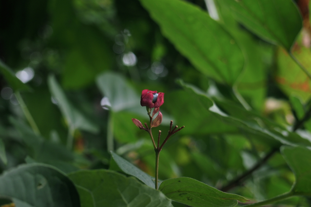 f:id:elmikamino:20130920141652j:image:w500