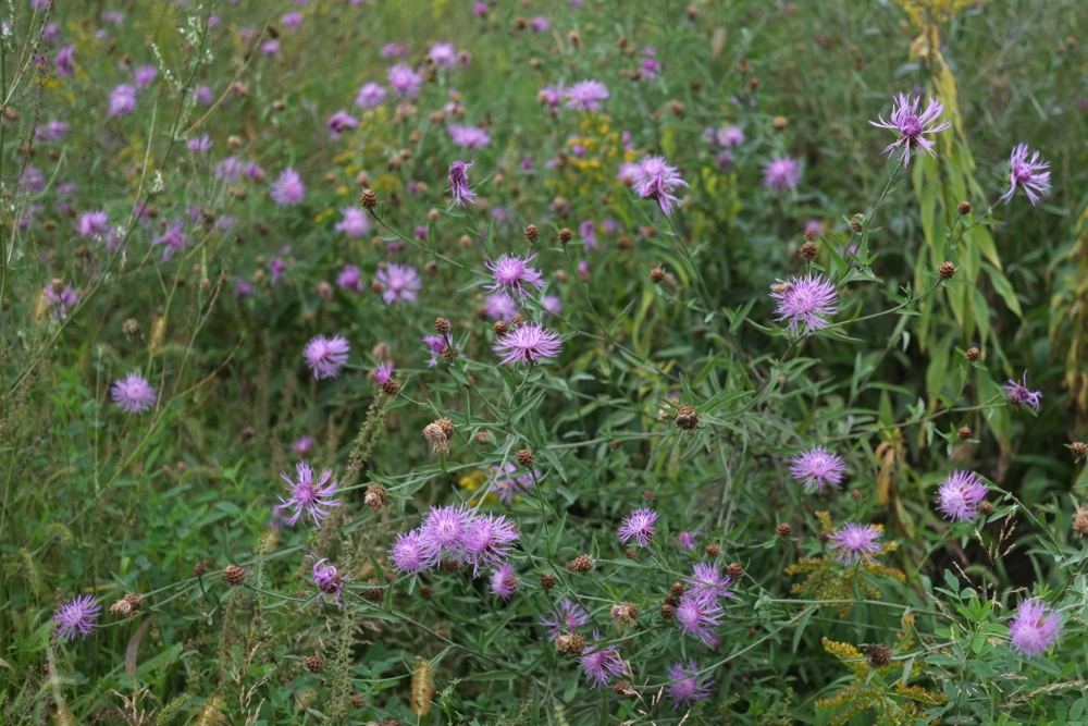 f:id:elmikamino:20130923122133j:image:w500