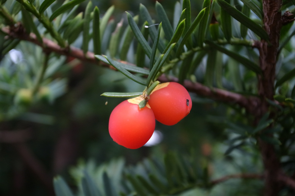 f:id:elmikamino:20130929105040j:image:w500