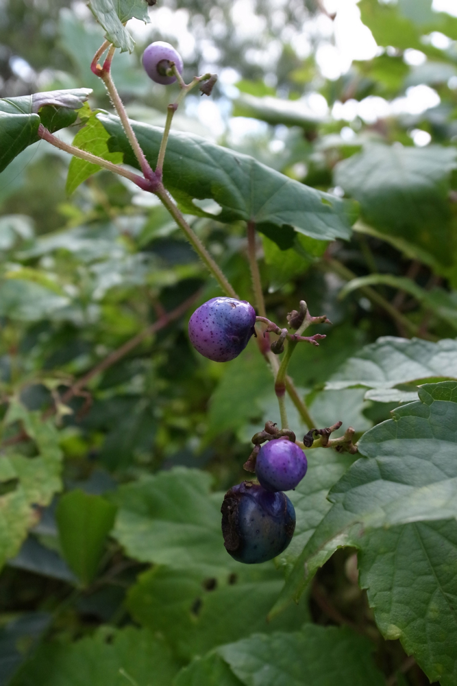 f:id:elmikamino:20130929110631j:image:h500