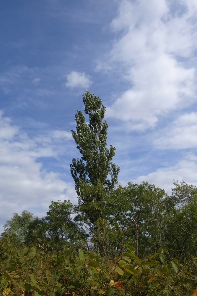 f:id:elmikamino:20130929112803j:image:h500